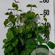 Cornus florida 60-80 cm 10L