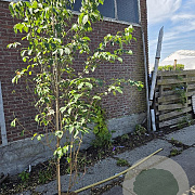 Cornus k. 'China Girl' 175-200 cm 30L