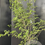 Cornus kousa chinensis 175-200 cm 25L