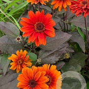 Heliopsis h. 'Fire Twister' GM P9