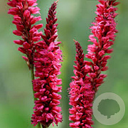 Persicaria amplexicaulis 'Blackfield' 80 cm P9