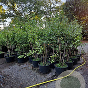 Amelanchier lamarckii 150-175 cm container meerstammig