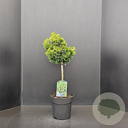 Chamaecyparis o. 'Nana Aurea' 40 cm stam 7,5L