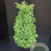 Cryptomeria j. 'Elegans' 60-80 cm 7,5L