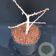 Ginkgo bil. 'Mariken' 25-30 cm 5,0L