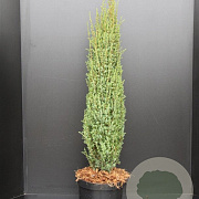 Juniperus comm. 'Sentinel' 80-100 cm 7,5L