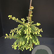 Picea a. 'Inversa' 40-50 cm 5,0L