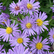 Aster (D) 'Blauer Gletscher' GM P9