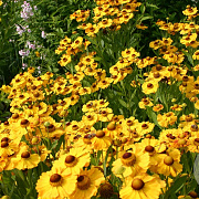 Helenium 'Goldrausch' GM P9