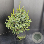 Picea omorika 'Nana' 40-50 cm 7,5L