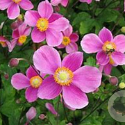 Anemone h. 'Praecox' GM P9 BIO