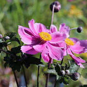 Anemone h. 'Prinz Heinrich' GM P9 BIO