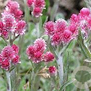 Antennaria dioica 'Rubra' GM P9 BIO