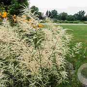 Aruncus dioicus 'Kneiffii' GM P9 BIO