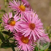 Aster (D) 'Alice Haslam' GM P9 BIO