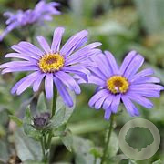 Aster frikartii 'Jungfrau' GM P9 BIO