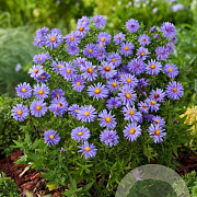 Aster (D) 'Prof. Anton Kippenberg' GM P9 BIO