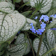 Brunnera macr. 'Silver Heart' GM P9 BIO