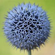 Echinops ritro GM P9 BIO