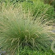 Festuca mairei GM P9 BIO