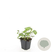 Geranium cant. 'Cambridge' GM P9 BIO