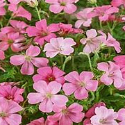 Geranium ox. 'Rose Clair' GM P9 BIO