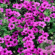 Geranium 'Patricia' GM P9 BIO