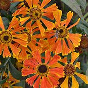 Helenium 'Waltraut' GM P9 BIO