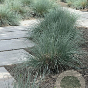 Helictotrichon sempervirens GM P9 BIO