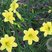 Hemerocallis 'Green Flutter' GM P9 BIO