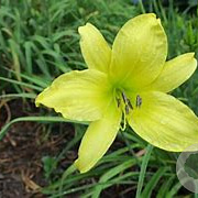 Hemerocallis 'Hyperion' GM P9 BIO
