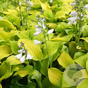 Hosta 'August Moon' GM P9 BIO
