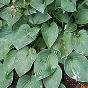 Hosta 'Blue Cadet' GM P9 BIO