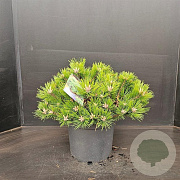 Pinus dens. 'Low Glow' 40-50 cm 7,5L