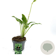 Hosta 'Royal Standard' GM P9 BIO