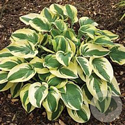 Hosta 'Wide Brim' GM P9 BIO