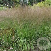 Molinia arund. 'Karl Foerster' GM P9 BIO