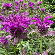 Monarda 'Scorpion' GM P9 BIO