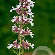 Nepeta grandiflora 'Dawn to Dusk' GM P9 BIO