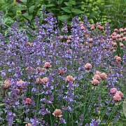 Nepeta 'Kit Cat' GM P9 BIO