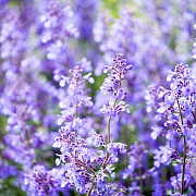 Nepeta 'Walker's Low' GM P9 BIO