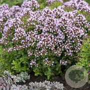 Origanum vulg. 'Compactum' GM P9 BIO