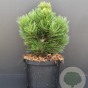 Pinus heldreichii 'Compact Gem' 25-30 cm 5,0L