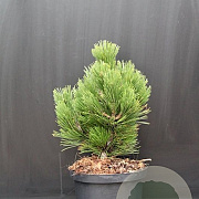 Pinus heldreichii 'Compact Gem' 30-40 cm 5,0L