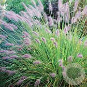 Pennisetum al. 'Hameln' GM P9 BIO