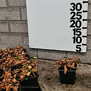 Persicaria aff. 'Superba' GM P9 BIO