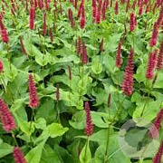 Persicaria a. 'Blackfield' GM P9 BIO