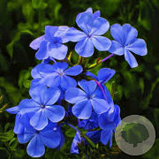 Phlox (P) 'Blue Boy' GM P9 BIO
