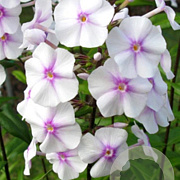 Phlox (M) 'Omega' GM P9 BIO