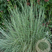 Schizachyrium sc. 'Prairie Blues' GM P9 BIO